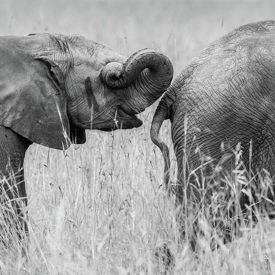 Elephant Photograph - Itrunk by Mohammed Alnaser Elephant Photograph - Itrunk by Mohammed Alnaser