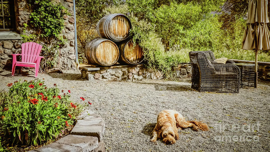 Wine Photograph - Its A Dogs Life At The Winery by Janice Pariza