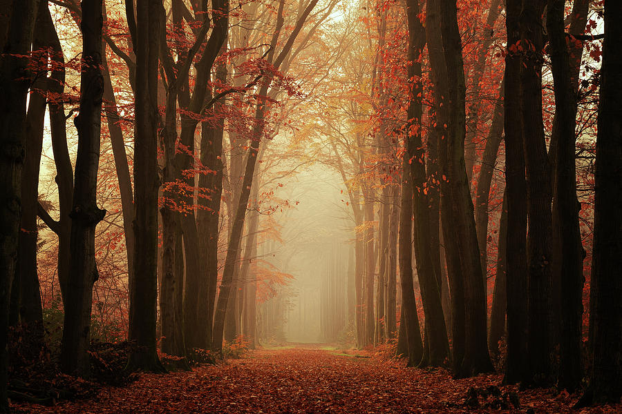 It's a kind of magic Photograph by Martin Podt - Fine Art America