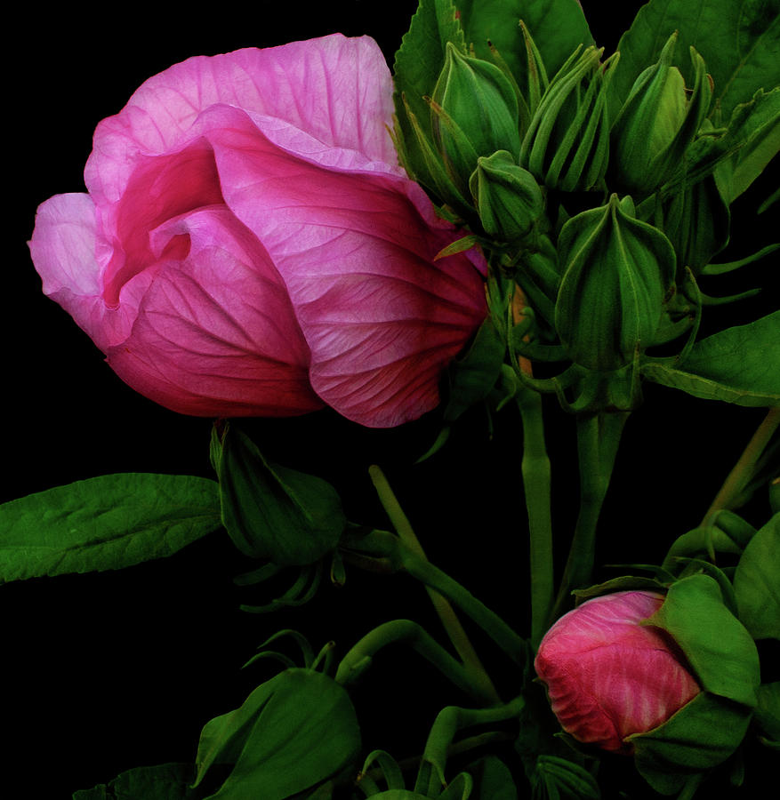 its a matter of persective by Cynthia Dickinson its a matter of persective by Cynthia Dickinson