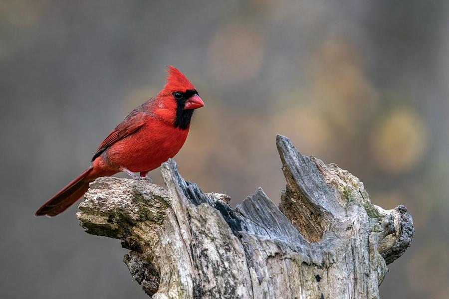 Cardinal Photograph - It\s About Time by Jon Ehrmann