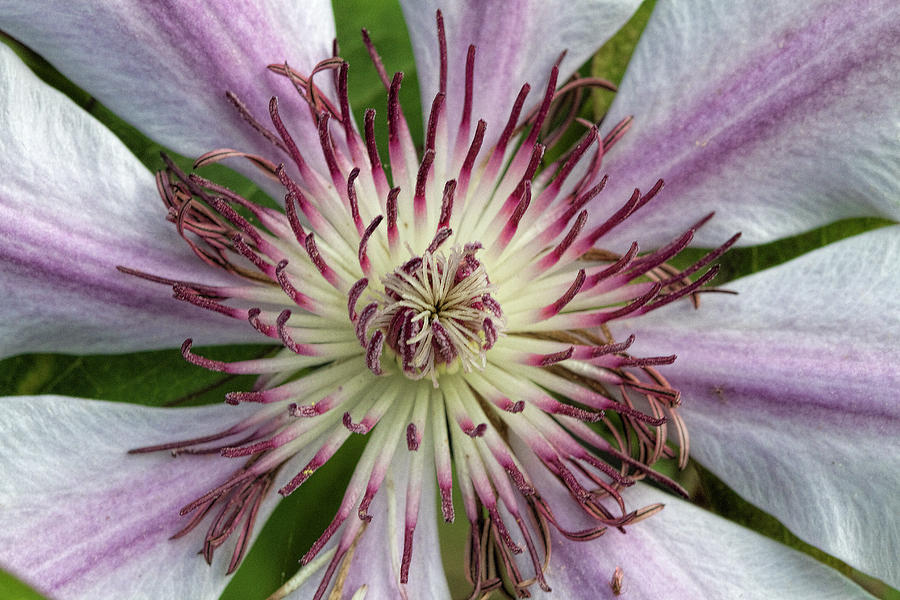 Its All About the Heart of a Clematis Photograph by Kathy Clark