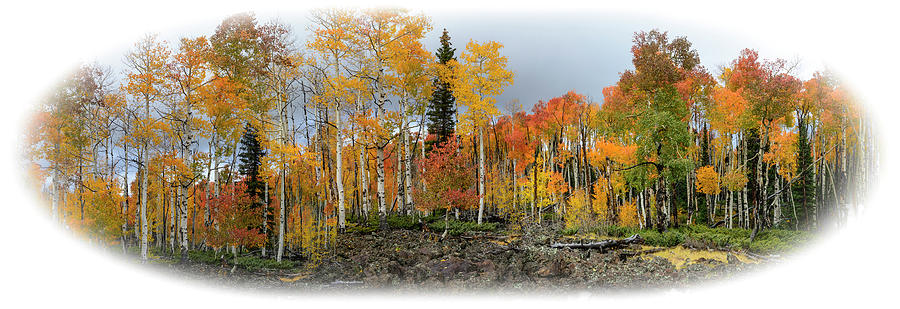 It's all about the Trees by Michael Monahan It's all about the Trees by Michael Monahan