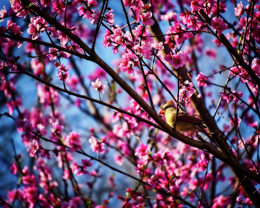 Its Blooming Cardinals Photograph by Laura Vilandre