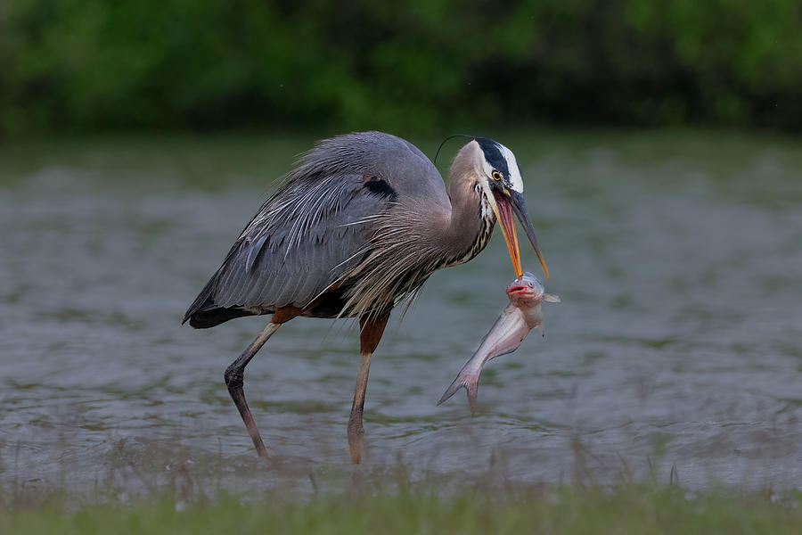 It\'s Hard Work To Swallow It! Photograph by Sheila Xu - Fine Art America