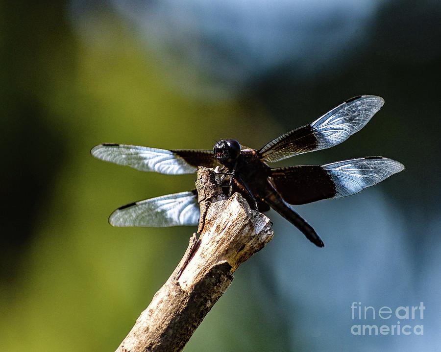 Wildlife Photograph - Its Not A Bird Its A Dragonfly by Cindy Treger