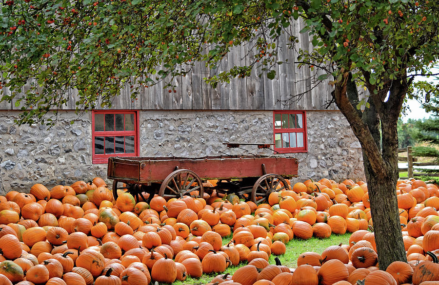 It's Pumpkin Time Photograph by Maria Keady - Fine Art America