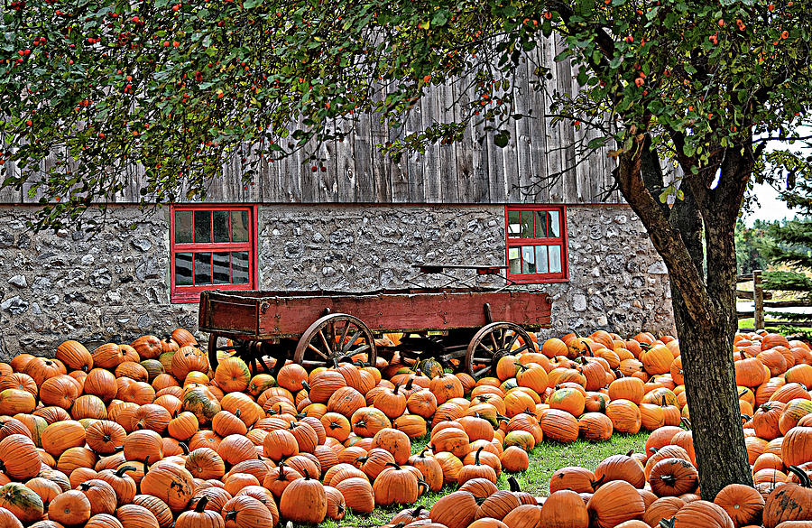 It's Pumpkin Time Pop Art Photograph by Maria Keady - Fine Art America