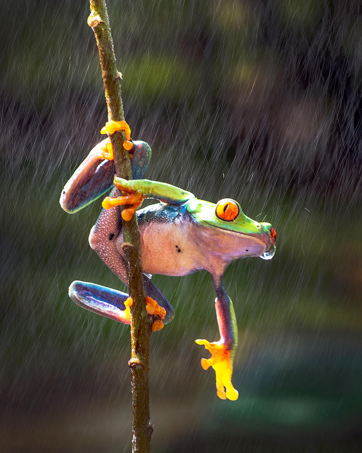 Nature Photograph - It\s Rainy by Antonyus Bunjamin (abe)