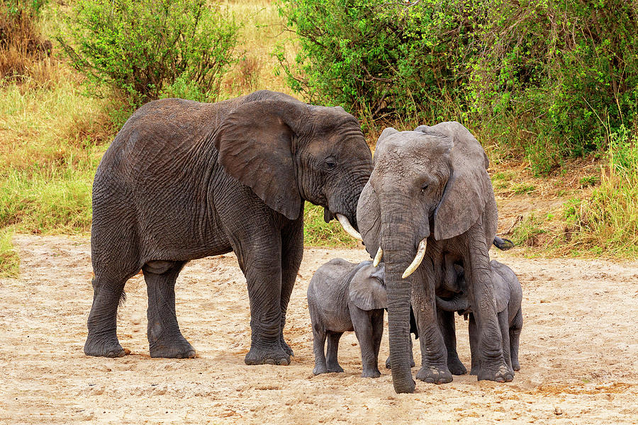 Elephant Photograph - Its Twins by Kay Brewer Elephant Photograph - Its Twins by Kay Brewer