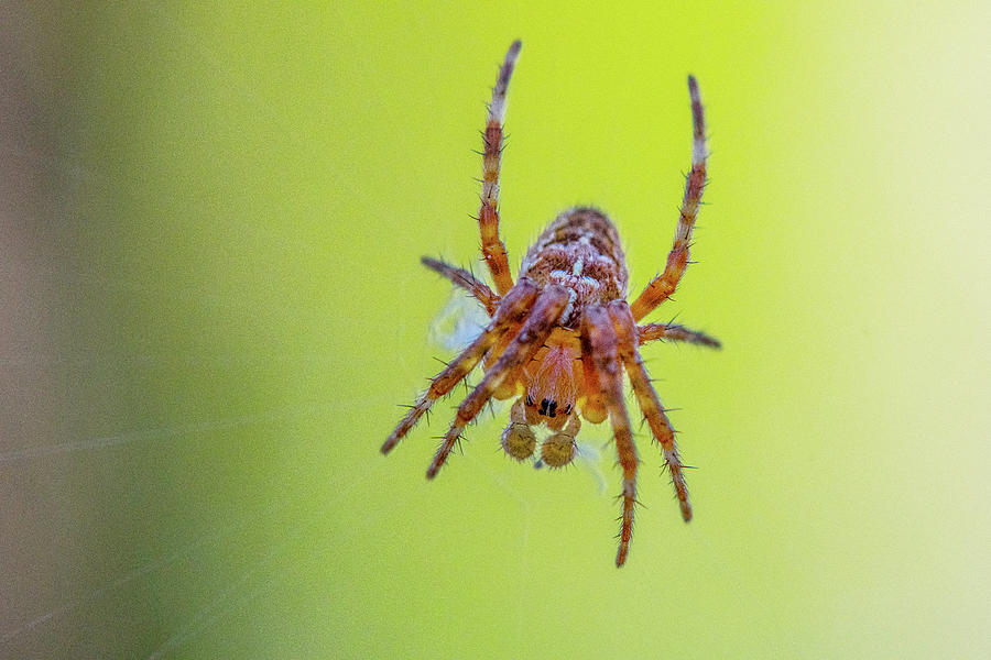 Itsy Bitsy Spider 2 Photograph by Matthew Irvin - Fine Art America