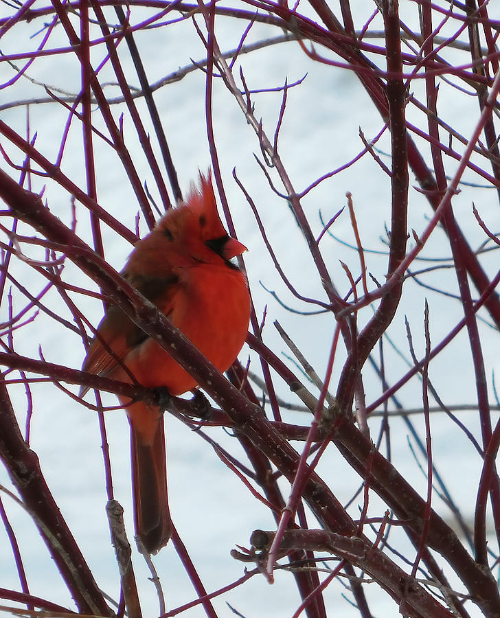 Cardinal Mixed Media - Itty Bitty Frozen One by Leslie Montgomery