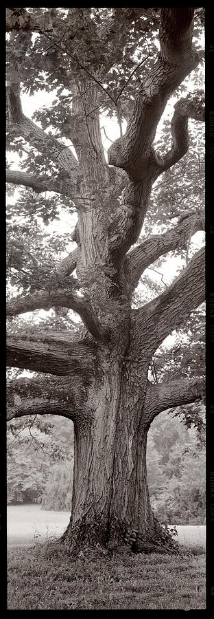 Black And White Photograph - Itv173 - Hampton Field Tree II by Alan Blaustein
