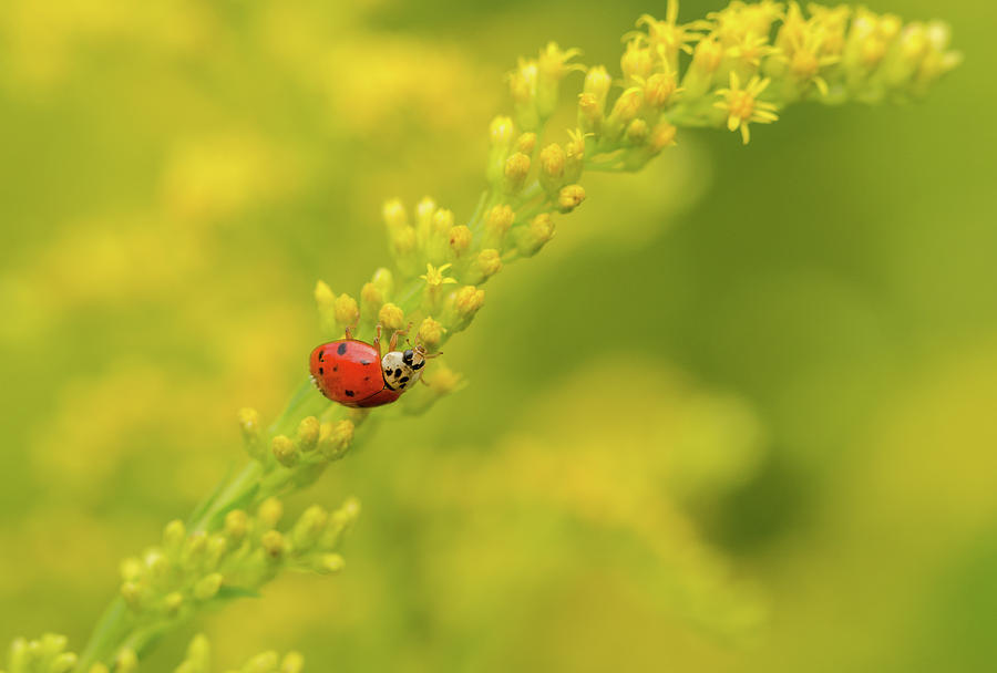 Ladybug Photograph - Ive Been Spotted by Donna Collins