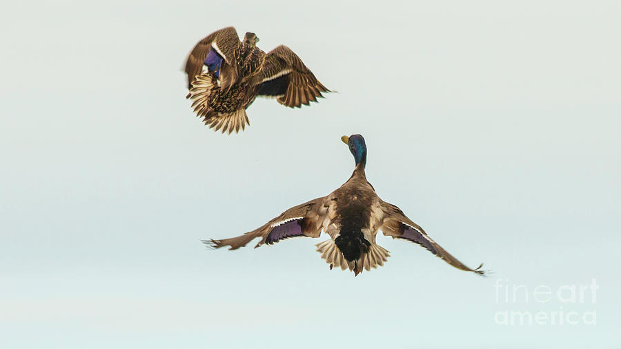 Nature Photograph - Ive Got Love On My Mind by Sharon Mayhak Nature Photograph - Ive Got Love On My Mind by Sharon Mayhak