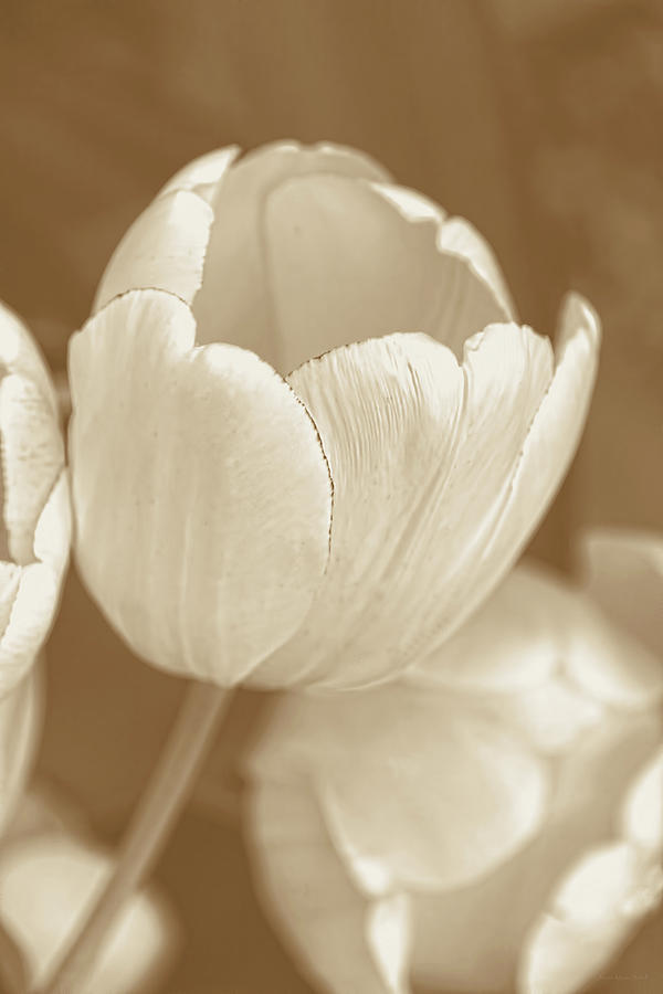 Ivory and Brown Tulips Photograph by Jennie Marie Schell