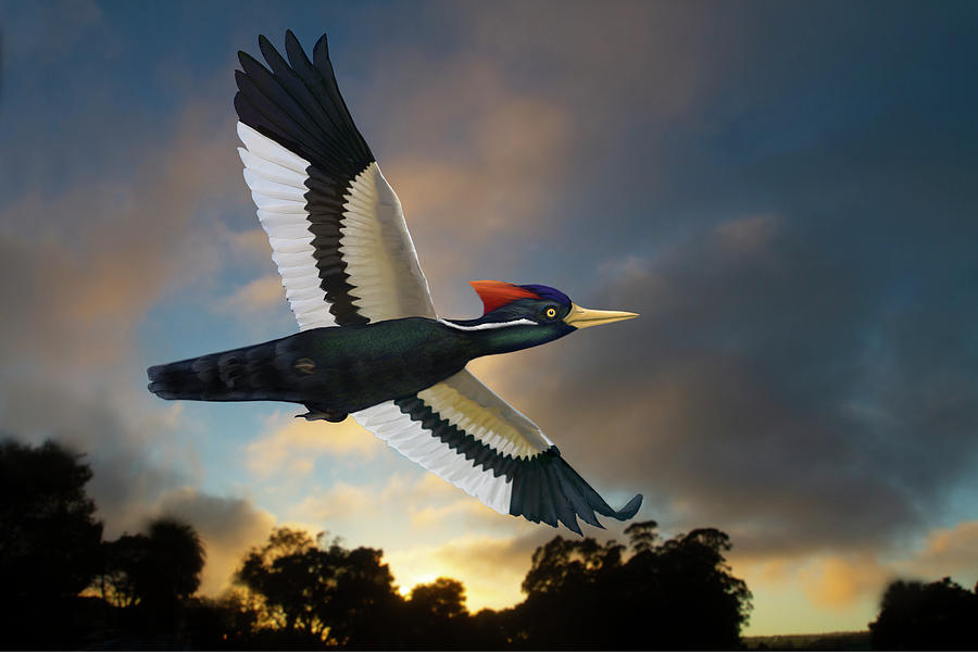 Ivory-billed Woodpecker at Twilight Photograph by Mark Miller