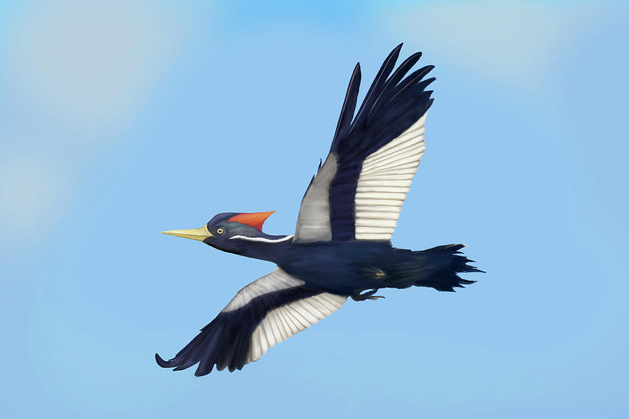 Ivory-billed Woodpecker in Flight Digital Art by Mark Miller