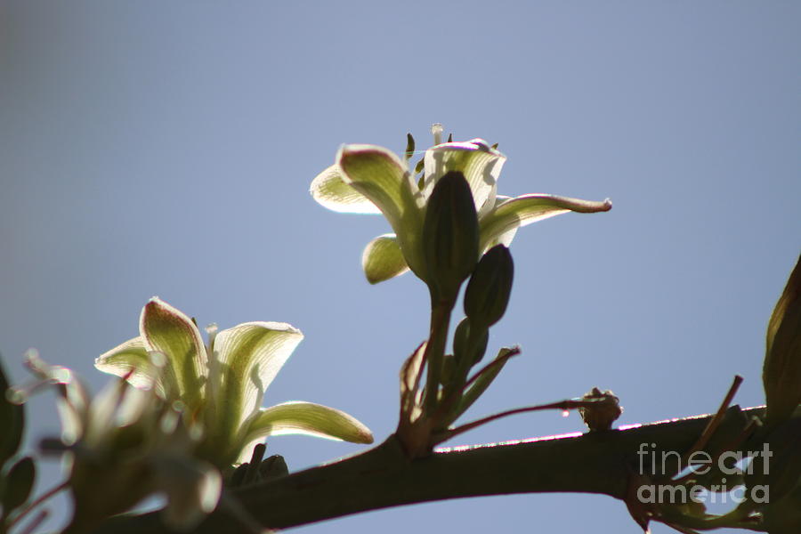 Ivory Hesperaloe Parviflora Flower Against Desert Sky Photograph by Colleen Cornelius