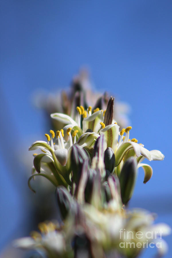 Ivory Hesperaloe Parviflora Flower On Brilliant Sky Blue Photograph by Colleen Cornelius