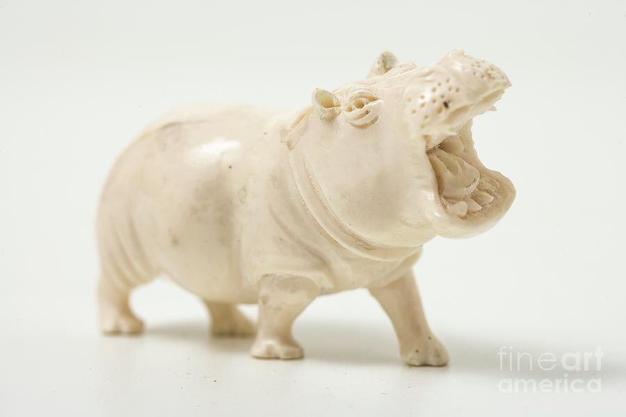 Ivory Hippo Photograph by Gustoimages/science Photo Library