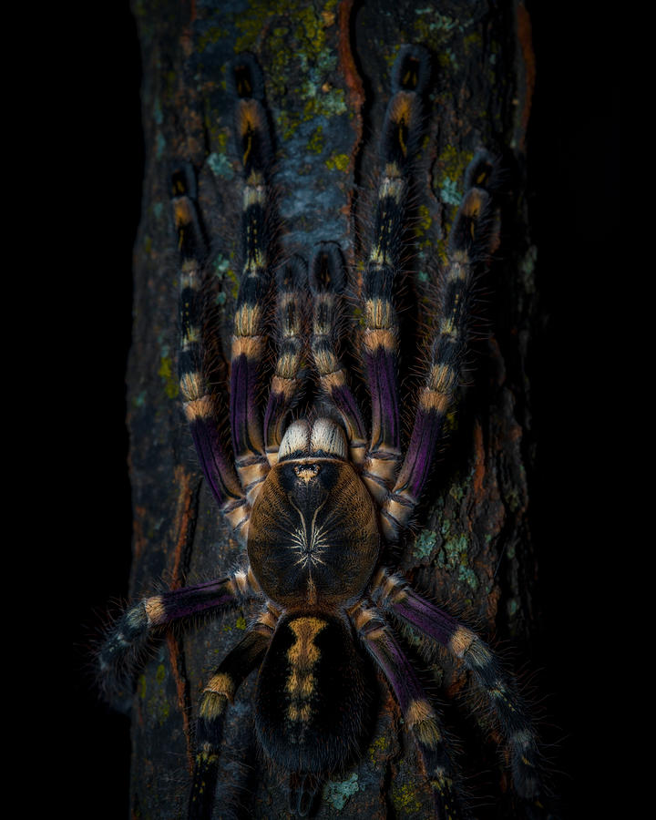 Spider Photograph - Ivory Ornamental Treespider, After Dark by Michael Pankratz