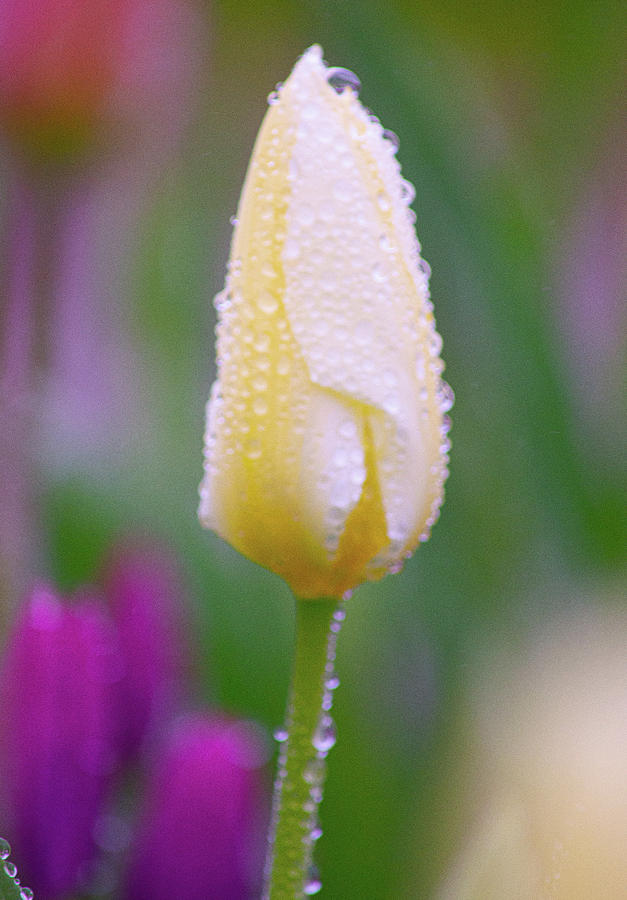 Ivory Tulip Photograph by Joan Han