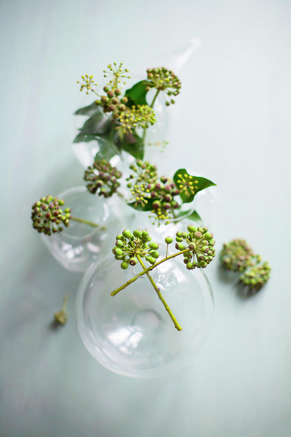 Ivy Berries In Spherical Glass Vases On Grey Surface Photograph by Alicja Koll