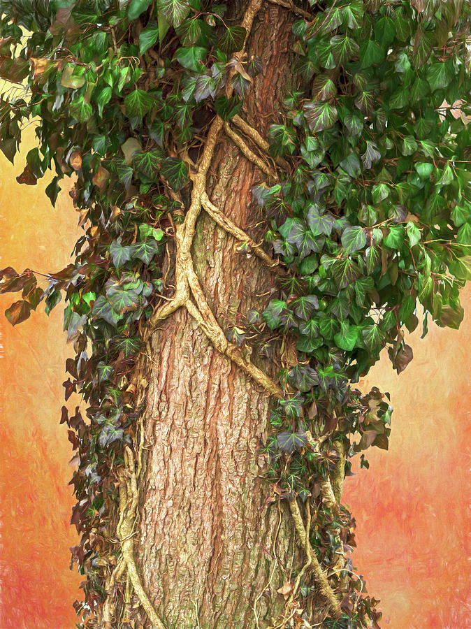 Ivy Covered Tree on Vintage Backdrop Digital Art by Jason Fink