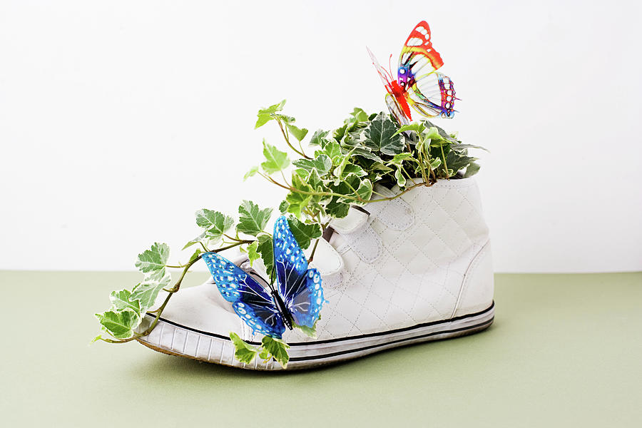 Butterfly Digital Art - Ivy Growing Out Of Training Shoe by Atsuko Ikeda
