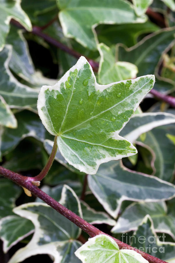 Nature Photograph - Ivy (hedera Helix silver King) by Geoff Kidd/science Photo Library