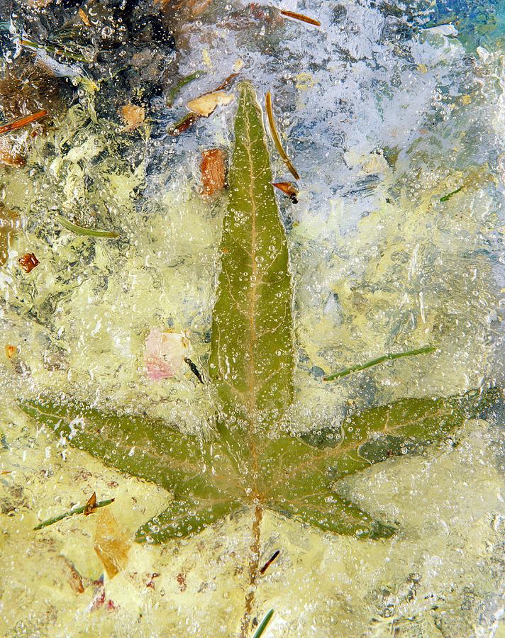 Ivy Leaf In Ice Digital Art by Lando Pescatori