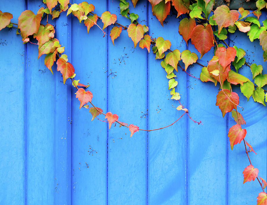 Ivy On The Door Photograph by Zianlob Ivy On The Door Photograph by Zianlob