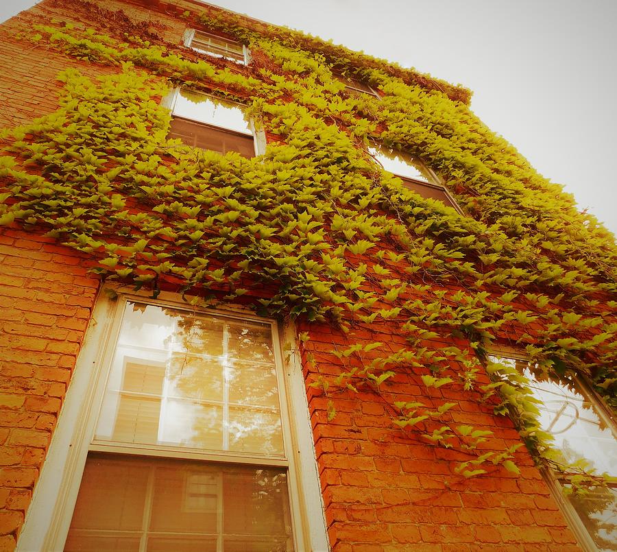 - Ivy - Portsmouth NH Photograph by THERESA Nye