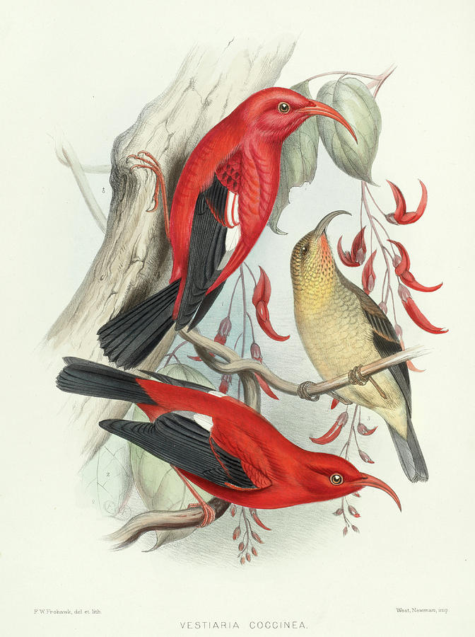 Hummingbird Painting - Iwi by Scott Barchard Wilson