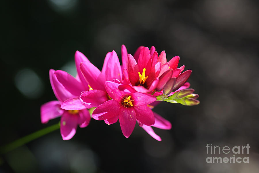 Ixia Flower In Hot Pink Photograph by Joy Watson