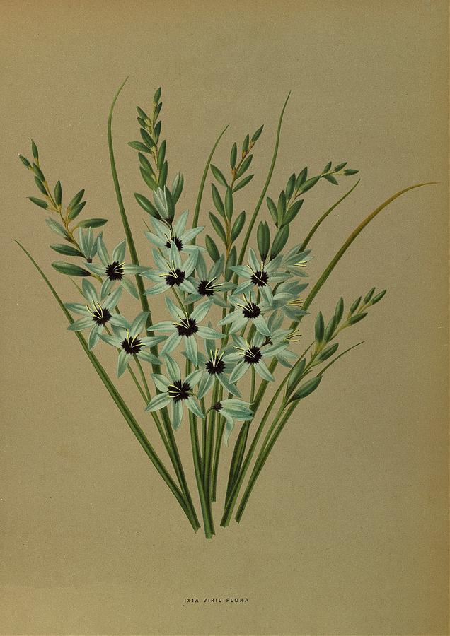 Flower Painting - Ixia Viridiflora by Arentine H. Arendsen