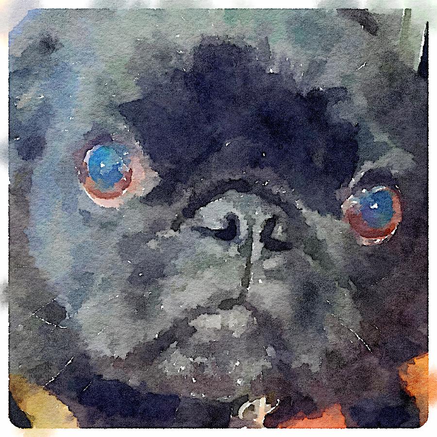 Pug Painting - Izzy Pug by Karen Jordan Pug Painting - Izzy Pug by Karen Jordan
