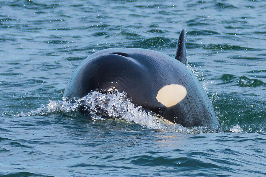 J35 Tahlequah Photograph by Ken Rea - Spirit Of Orca - Fine Art America