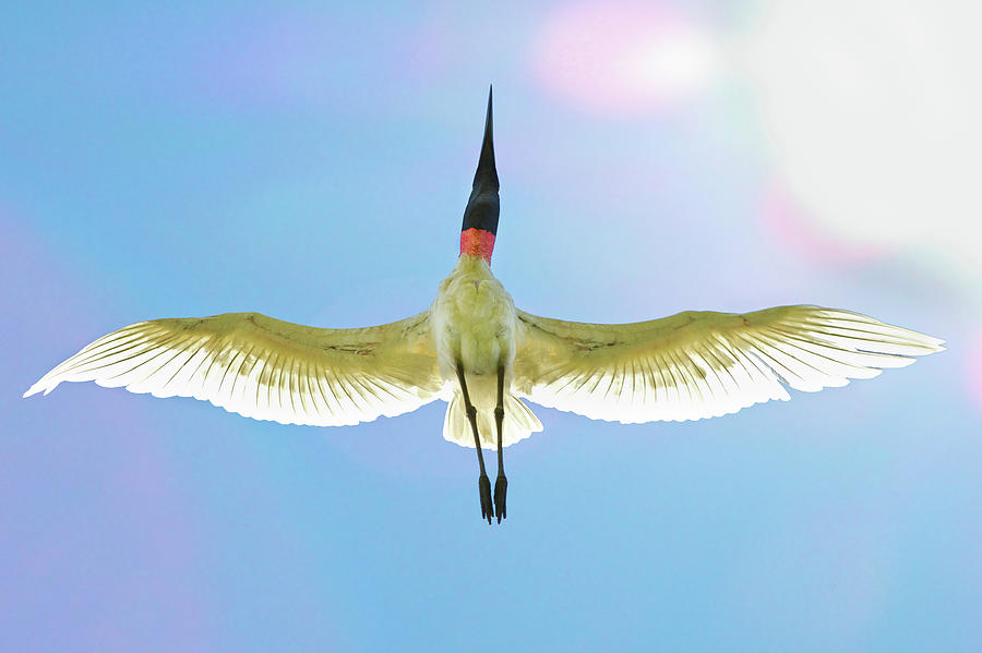 Jabiru Bird Photograph by Christopher Jimenez Nature Photo