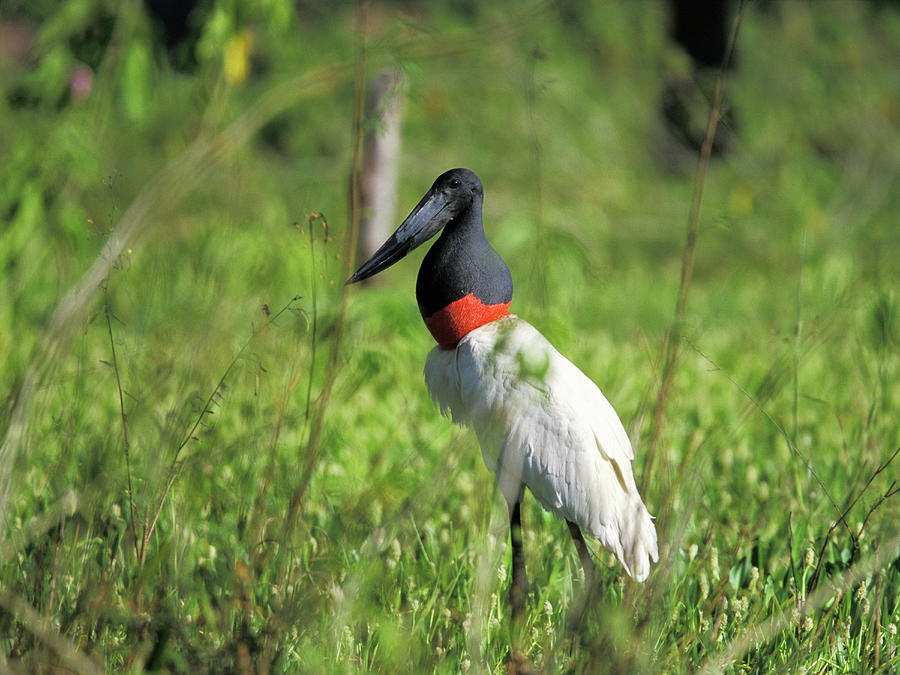 Jabiru, Jabiru Mycteria, Pantanal, Brasil Photograph by Konrad Wothe ...