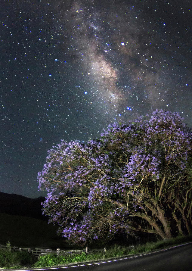 Jacaranda and Milky Way Photograph by Mike Neal