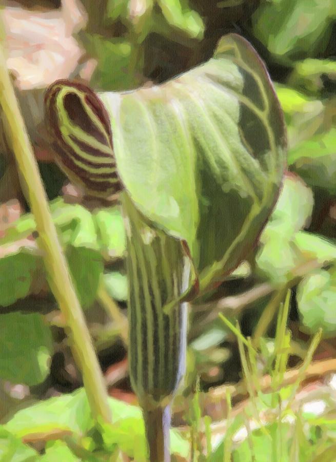 Jack In The Pulpit 9 Photograph