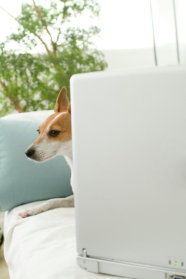 Jack Russell Dog Behind Laptop Digital Art by Joanne Montenegro