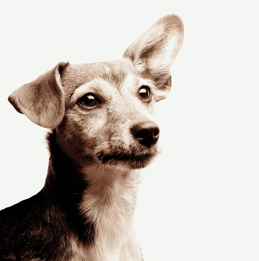 Jack Russell Dog With One Ear Raised by Robert Daly