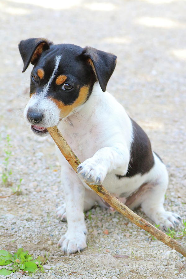 Nature Photograph - Jack russell puppy gnaws wooden stick by Gregory DUBUS
