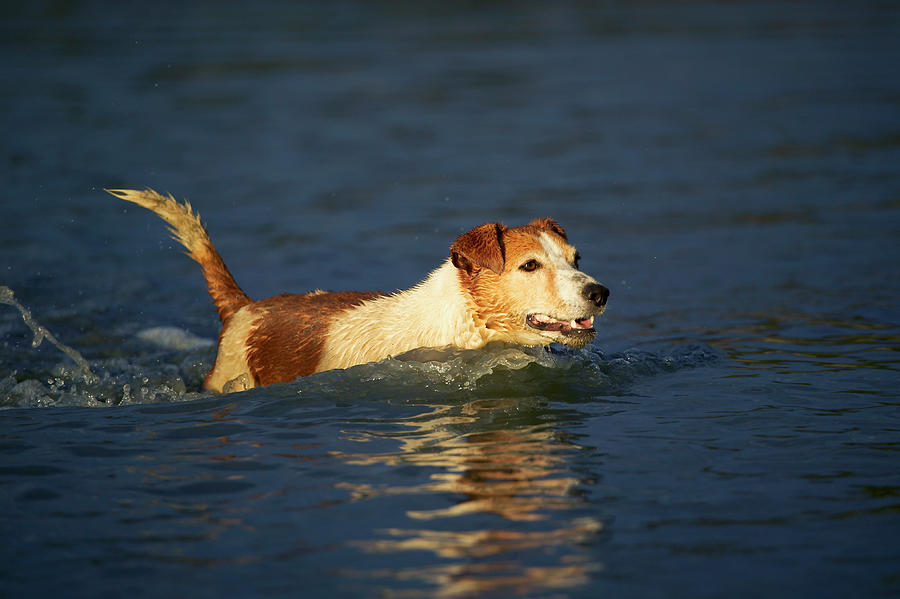 Jack Russell Swimming In Water Photograph by Nhpa