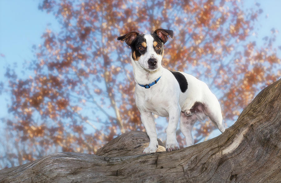 Jack Russell Terrier, Italy Digital Art by Anne Maenurm