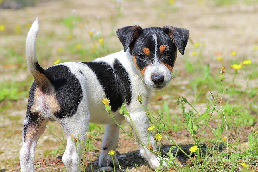 Nature Photograph - Jack-russell terrier puppy careful by Gregory DUBUS