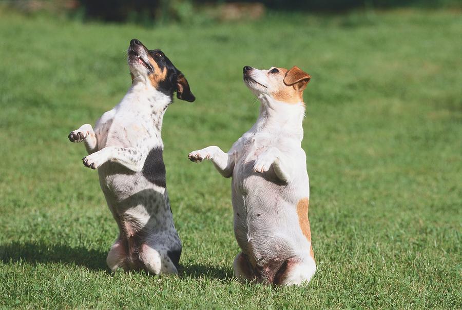 Jack Russell Terriers Digital Art by Cornelia Dorr